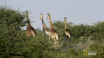 nat geo wild giraffe GIF by Savage Kingdom