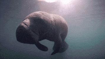 forces of nature GIF by PBS