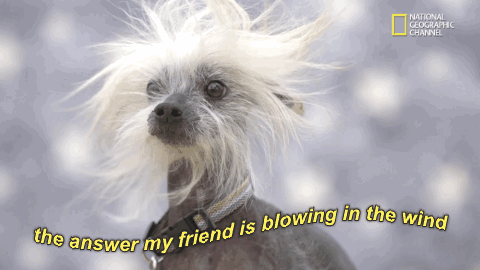 Chinese Crested Dog Blowing In The Wind GIF by chuber channel