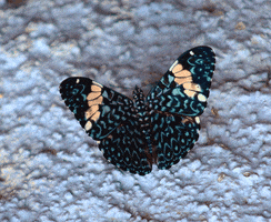 georgepalmer980 madame butterfly GIF