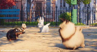truongnguyenphuocanh the secret life of pets GIF