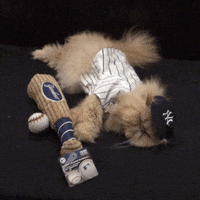 Cat Costumes GIF by Jess