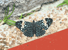 georgepalmer980 bella y peligrosa mariposa cazadora butterfly hunter nature GIF