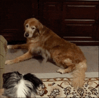 Golden Retriever Lol GIF by The BarkPost