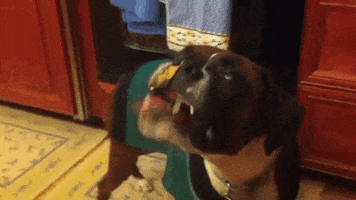 GIF by AFV Pets
