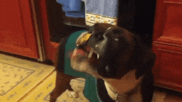 GIF by AFV Pets