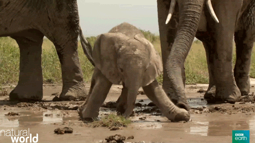 Elephant Slipping Gifs Get The Best Gif On Giphy