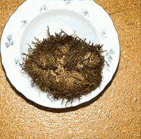 alemaraz666gmailcom rose of jericho GIF