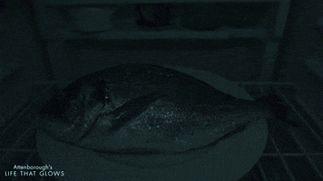 fish glowing GIF by BBC Earth