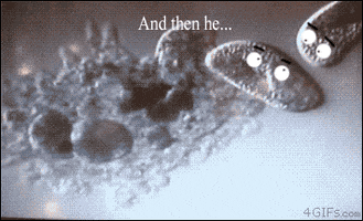 maherfahimfernandez paramecium amoeba micro scary mike GIF