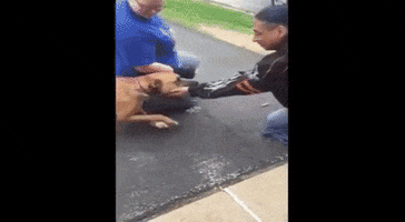 paulosantana04gmailcom  GIF