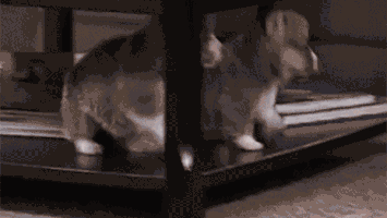 Harlo valentines day win hearts GIF