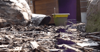 samichesterfield piggy guinea pig ginipigi GIF