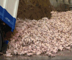 canvas_tv  GIF