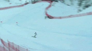 talbotbohemiacardinal  GIF