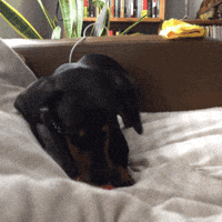 Dachshund Birthday Gifs Get The Best Gif On Giphy