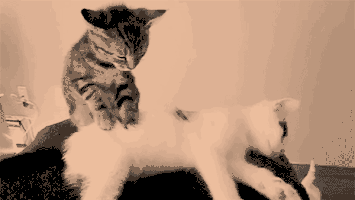 Harlo valentines day win hearts GIF