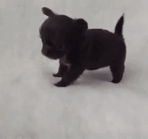 scienceguy_1990  GIF