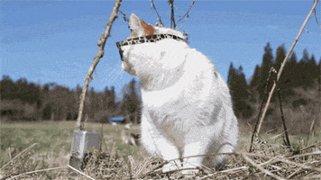 200.gif