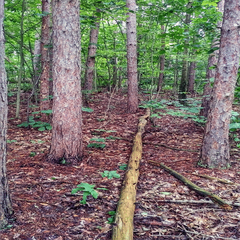 Tepbian_Kord art work nature eyes GIF