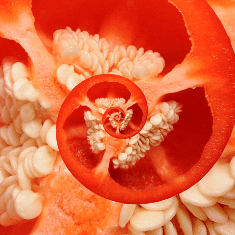 Grow Red Pepper GIF by Feliks Tomasz Konczakowski - Find & Share on GIPHY