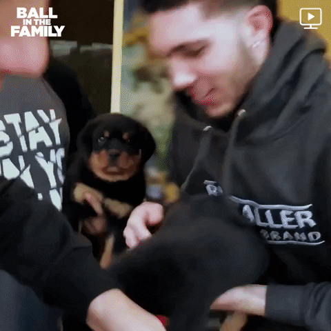 b b b dog GIF by Ball in the Family