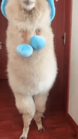 Aww Alpaca GIF - Find & Share on GIPHY