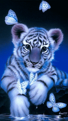 White Tiger GIFs - Find & Share on GIPHY