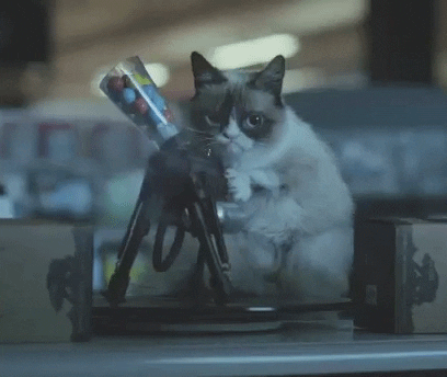 Shooting Grumpy Cat GIF - Find & Share on GIPHY