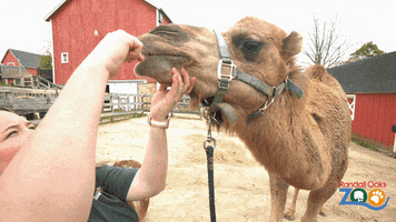 Teeth Zoo GIF by Dundee Township Park District