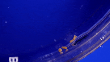 Corallarvae GIF by The Florida Aquarium