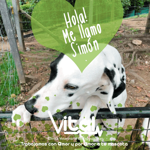 Perros Adopciones GIF