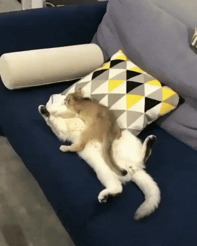Cats Cuddle GIF by JustViral