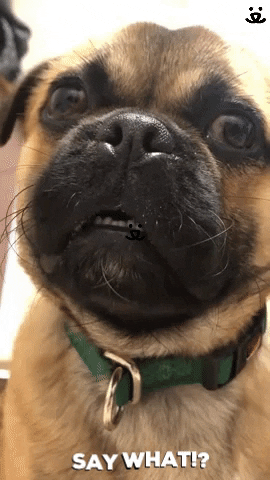 Video gif. Closeup of a cute pug dog looking at us with big puppy eyes, cocking its head from side to side and opening its mouth slightly to show its tiny teeth. Text, "Say what?'