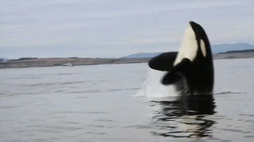 Hd Orca GIF