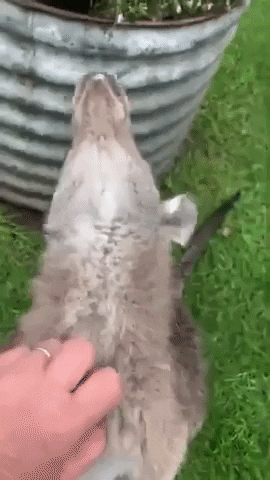 Kangaroo Belly Rub GIF by Storyful