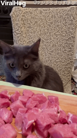 Kitty Patiently Waits To Eat GIF by ViralHog