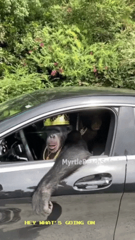 Hey Whats Going On GIF