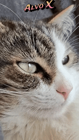 Cat Alvo GIF