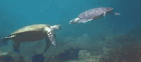 High Five Turtle GIF by Cheezburger