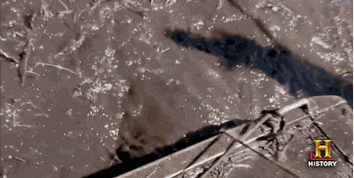 history channel river GIF by Swamp People