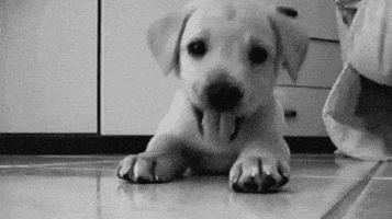 Image result for cute puppy gif