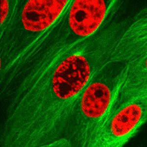 microscope mitosis GIF