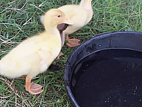 baby duck GIF
