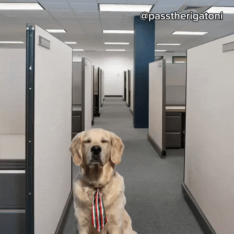 Working Golden Retriever GIF by Rigatoni