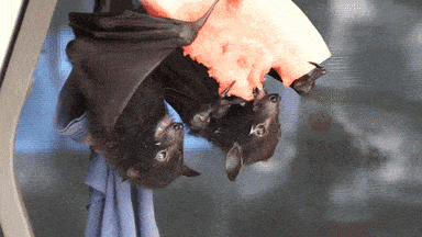 bats