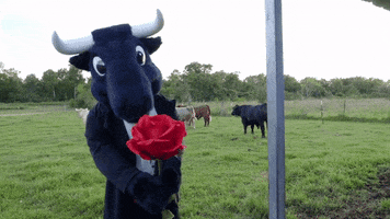 The Bachelor Flowers GIF by Houston Texans
