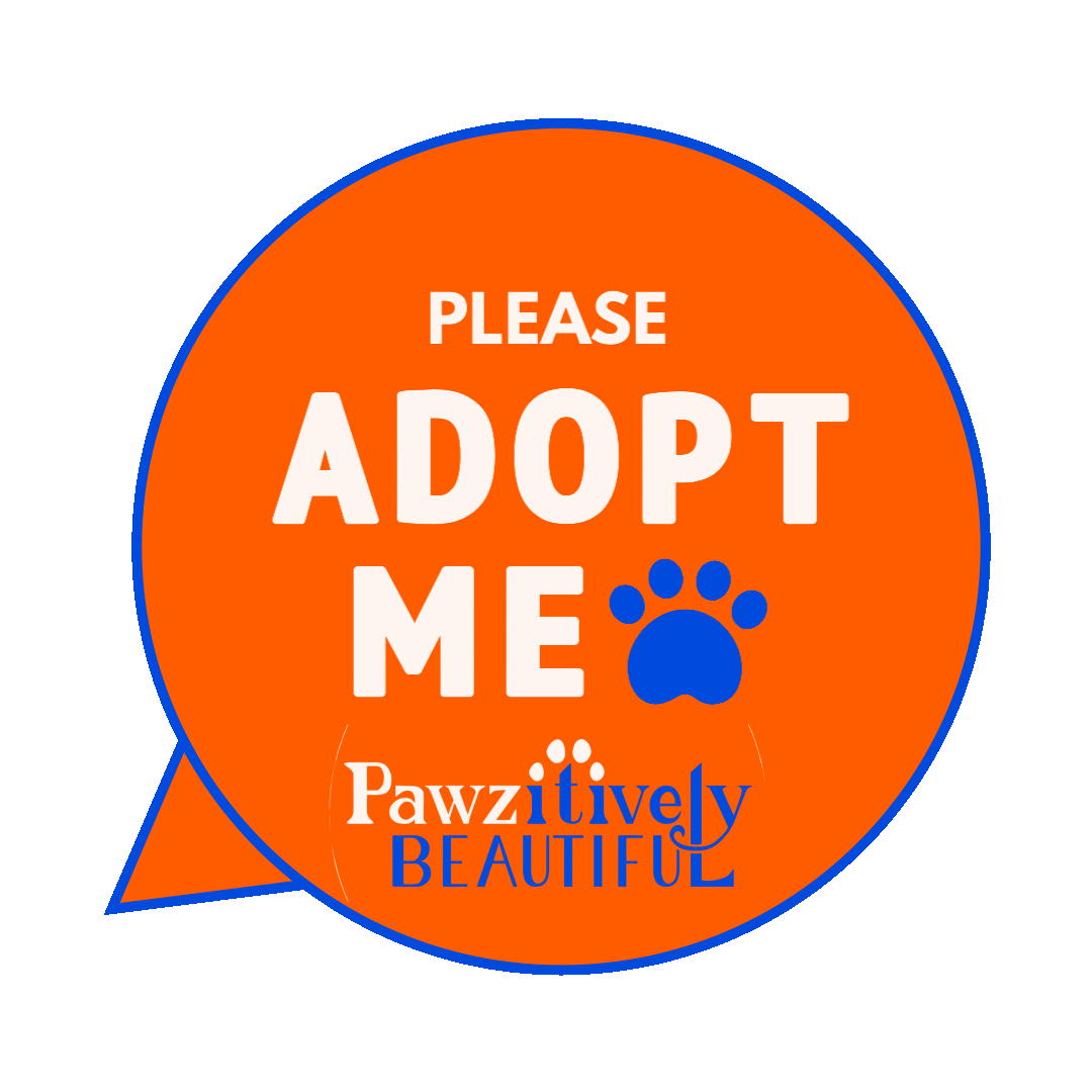 Cat Adopt Sticker by Pawzitively Beautiful