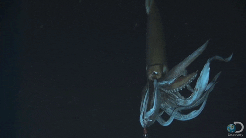 Giant Squid Ocean GIF - Find & Share on GIPHY