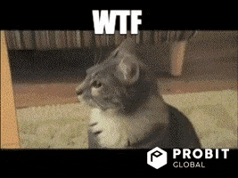 Cat Wtf GIF by ProBit Global